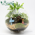 Vase en verre transparent Terrarium en verre suspendu